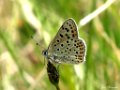 Bruine vuurvlinder, Lycaena tityrus